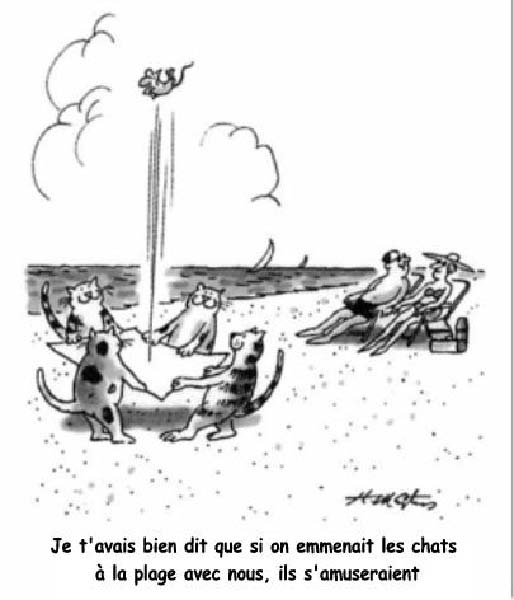 Les chats a la plage-humourenvrac